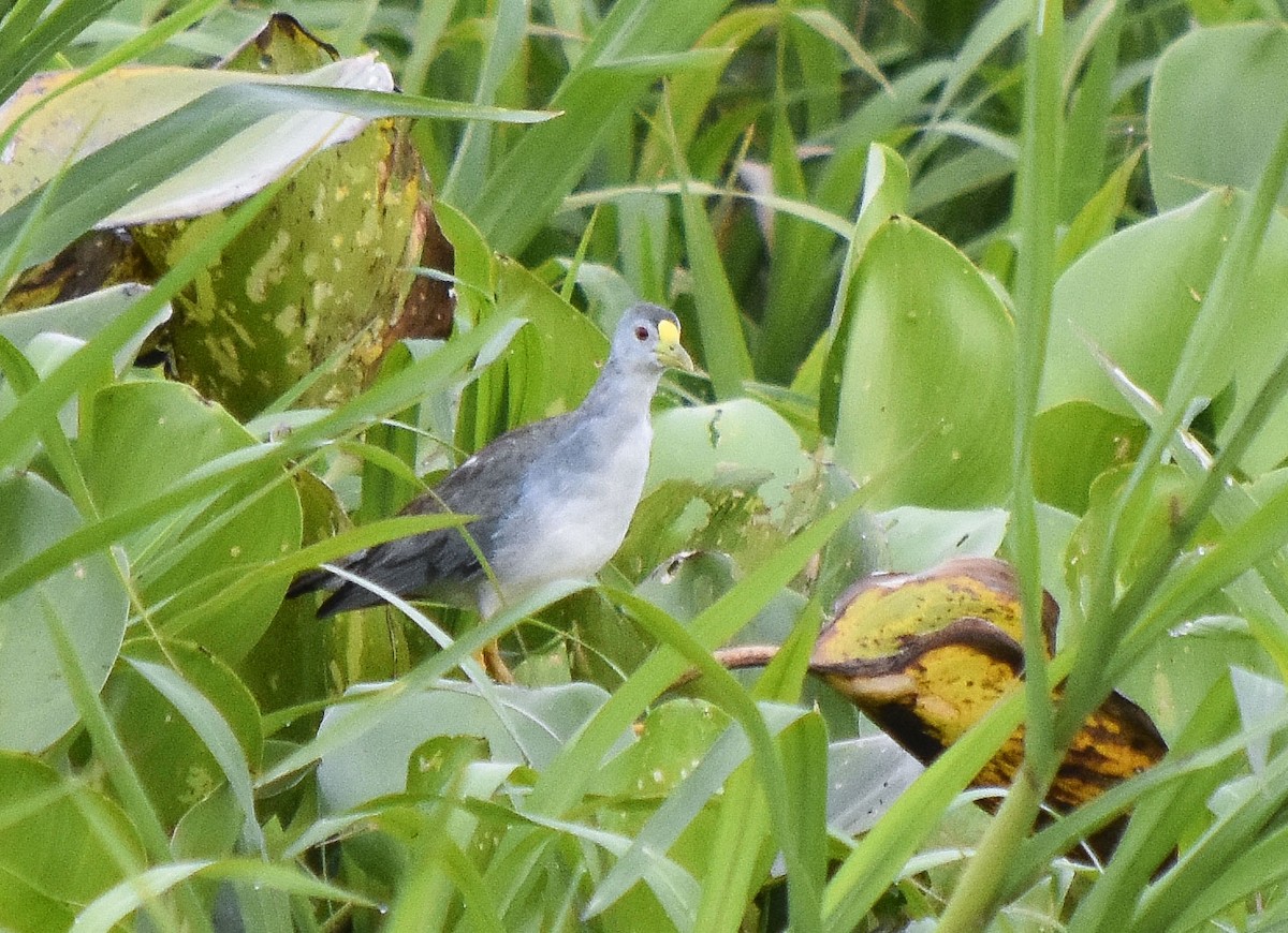 Azure Gallinule - ML401515401