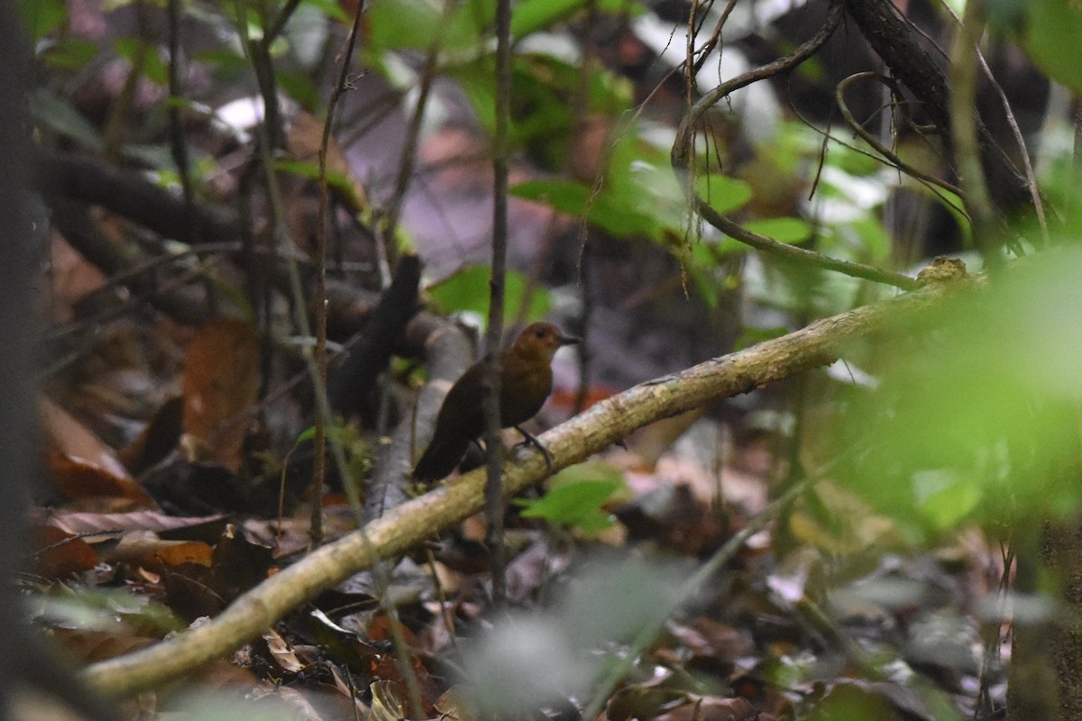 Black-tailed Leaftosser - ML401515591