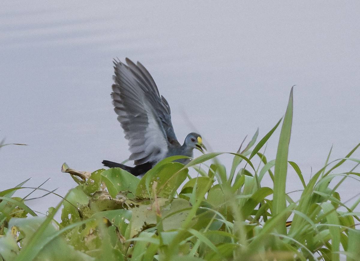 Azure Gallinule - ML401515911