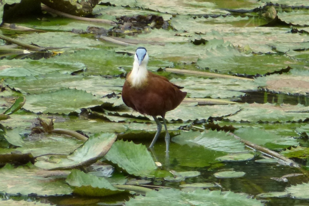 African Jacana - ML401516081