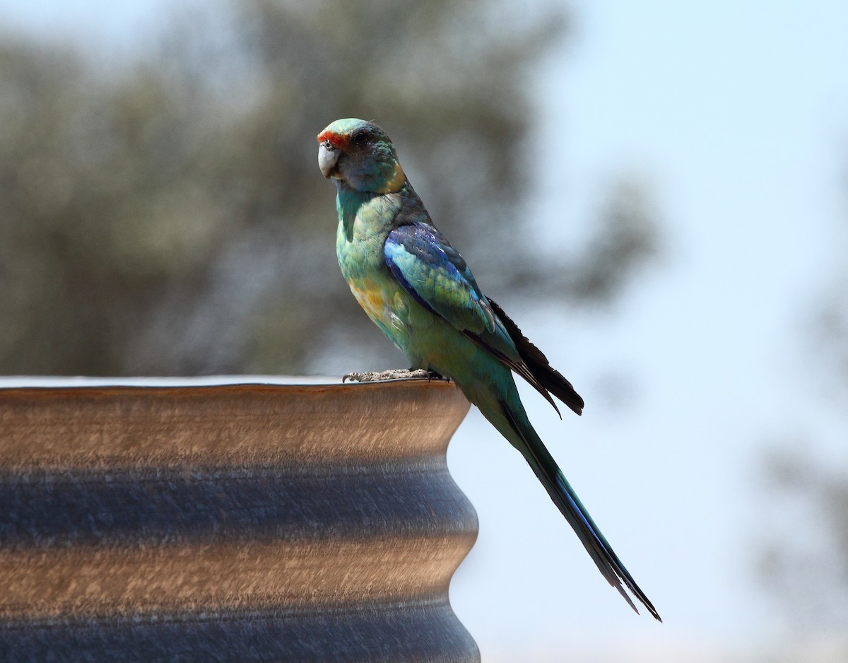 Perruche à col jaune (barnardi) - ML40151611