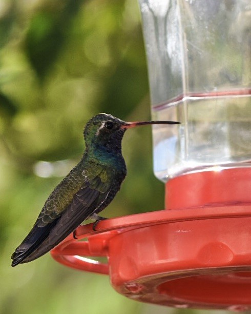 Colibrí Piquiancho Común - ML40151691