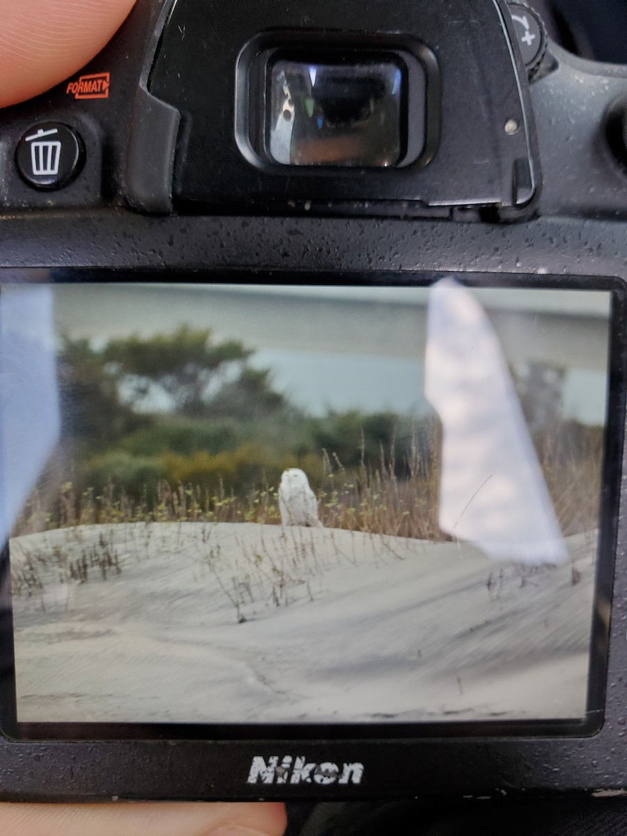 Snowy Owl - Michael Gosselin