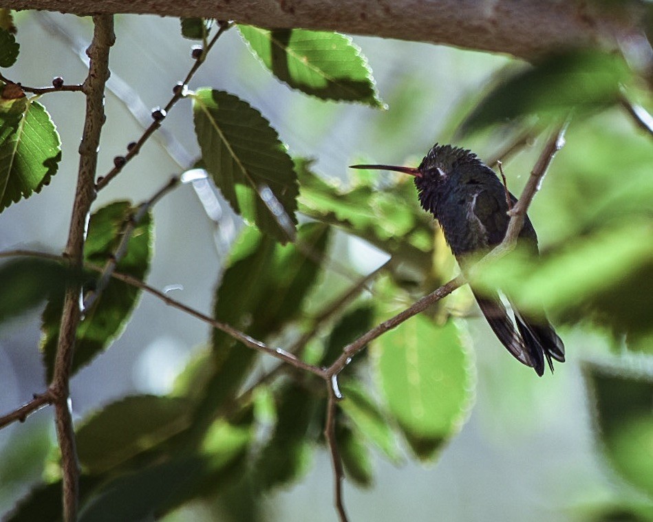 Broad-billed Hummingbird - September Smith