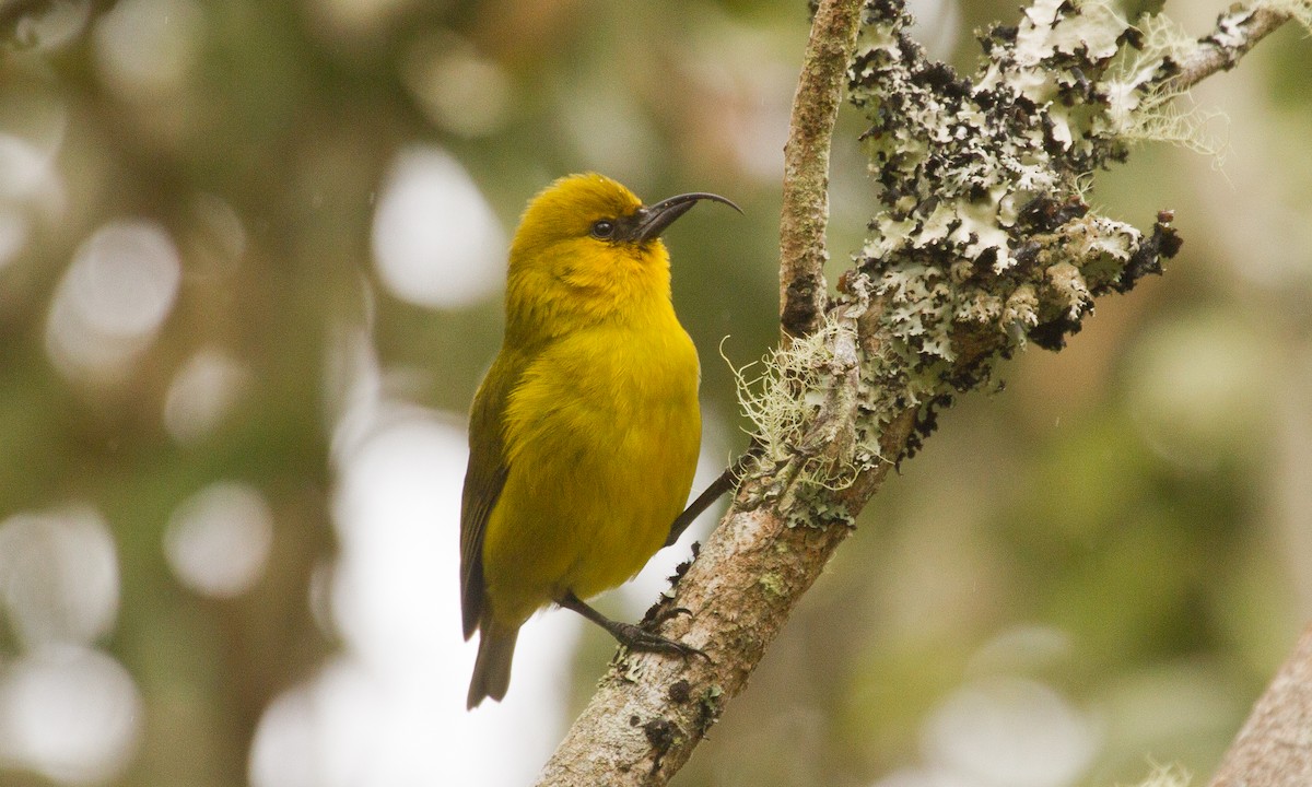 Hawaii-Sichelkleidervogel - ML40151871