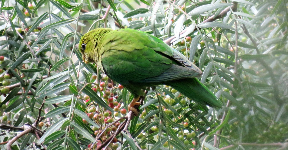 Andean Parakeet - Fernando Angulo - CORBIDI