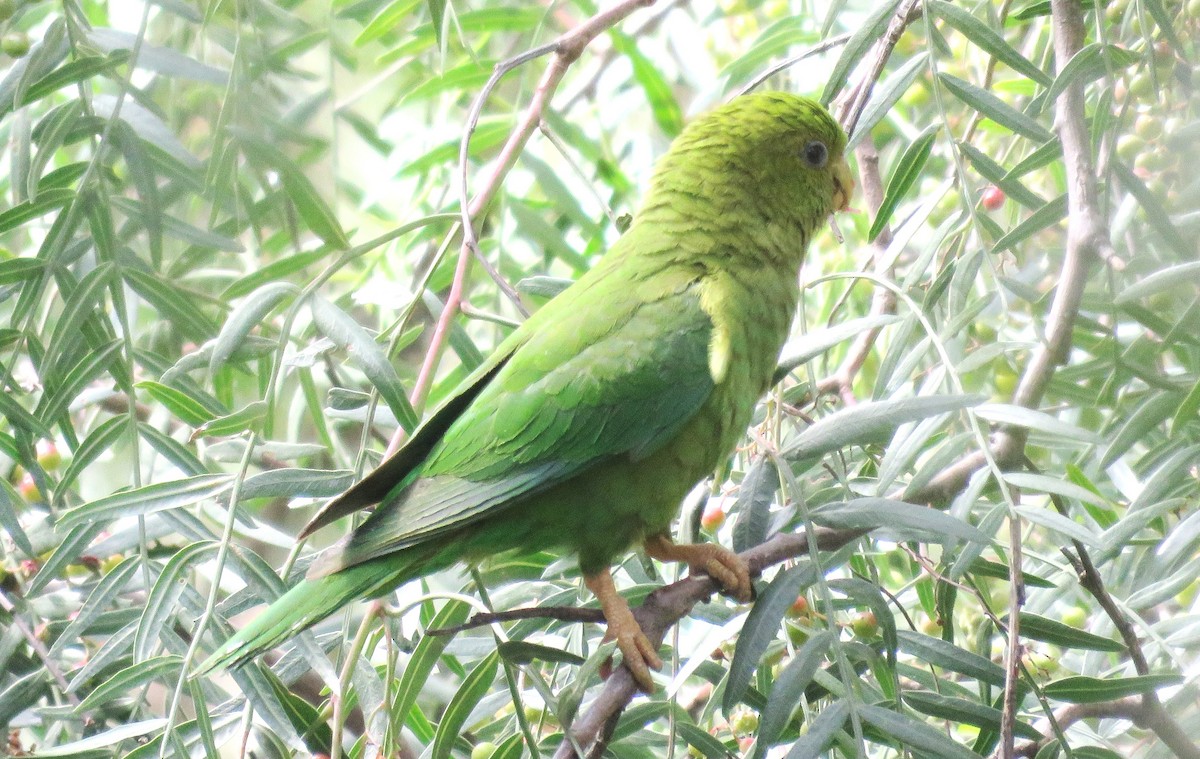 Andean Parakeet - Fernando Angulo - CORBIDI