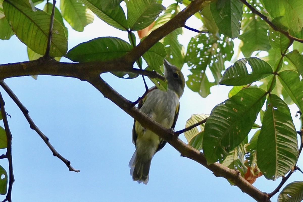 Green-backed Becard (Green-cheeked) - ML401519041