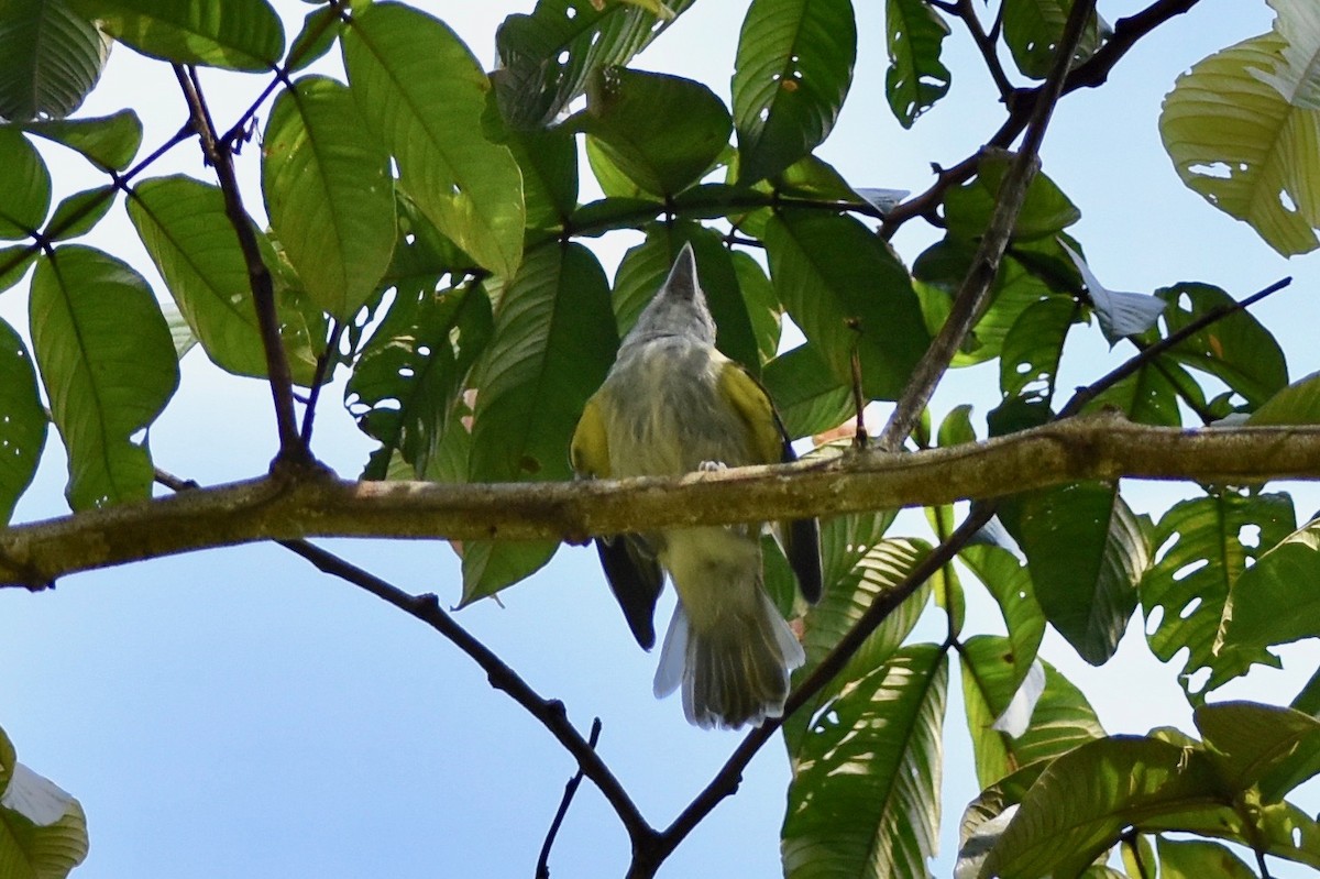 Green-backed Becard (Green-cheeked) - ML401519051