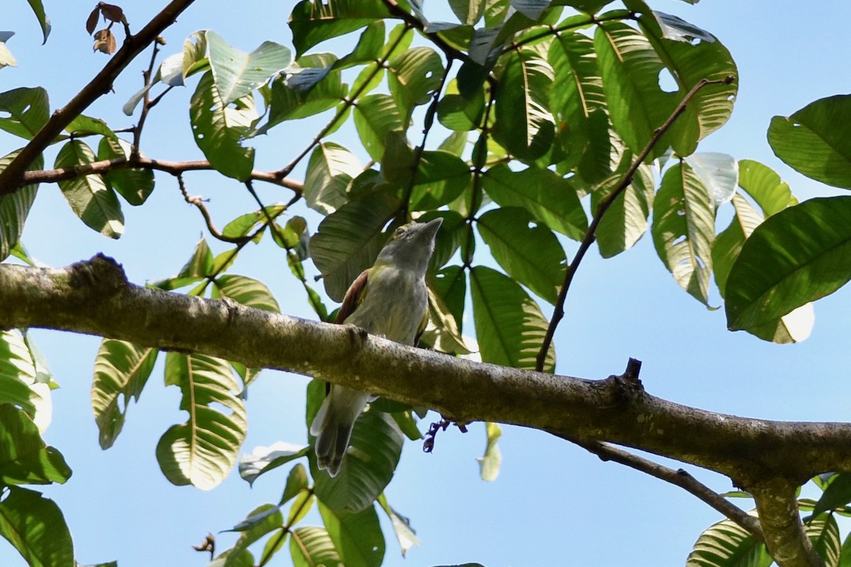 Green-backed Becard (Green-cheeked) - ML401519061