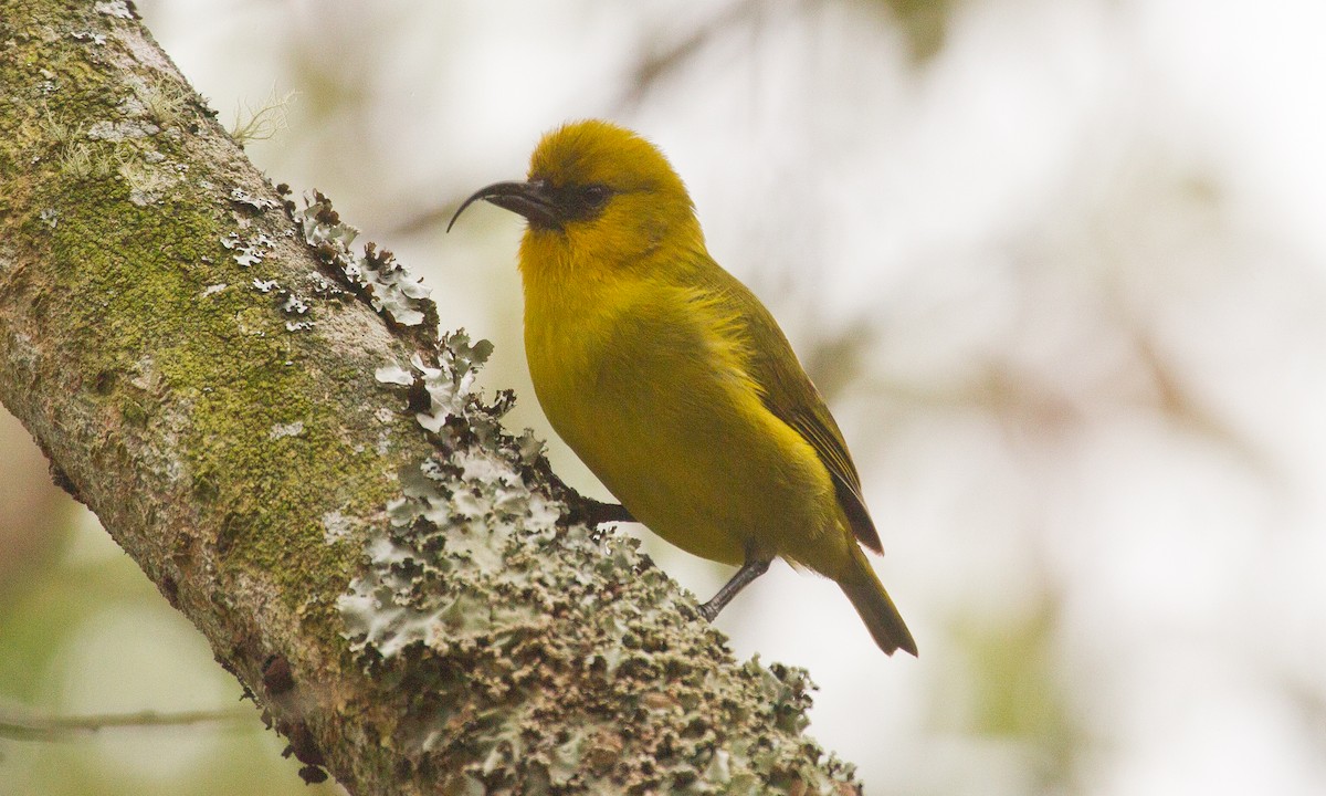 Hawaii-Sichelkleidervogel - ML40151971