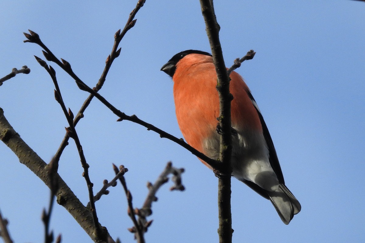 Eurasian Bullfinch - ML401520011