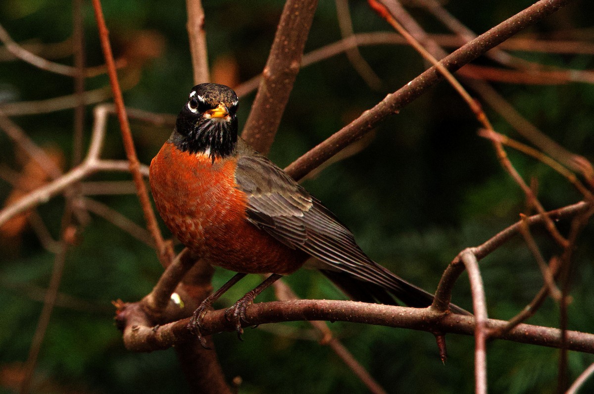 Zozo papargorria - ML401520661
