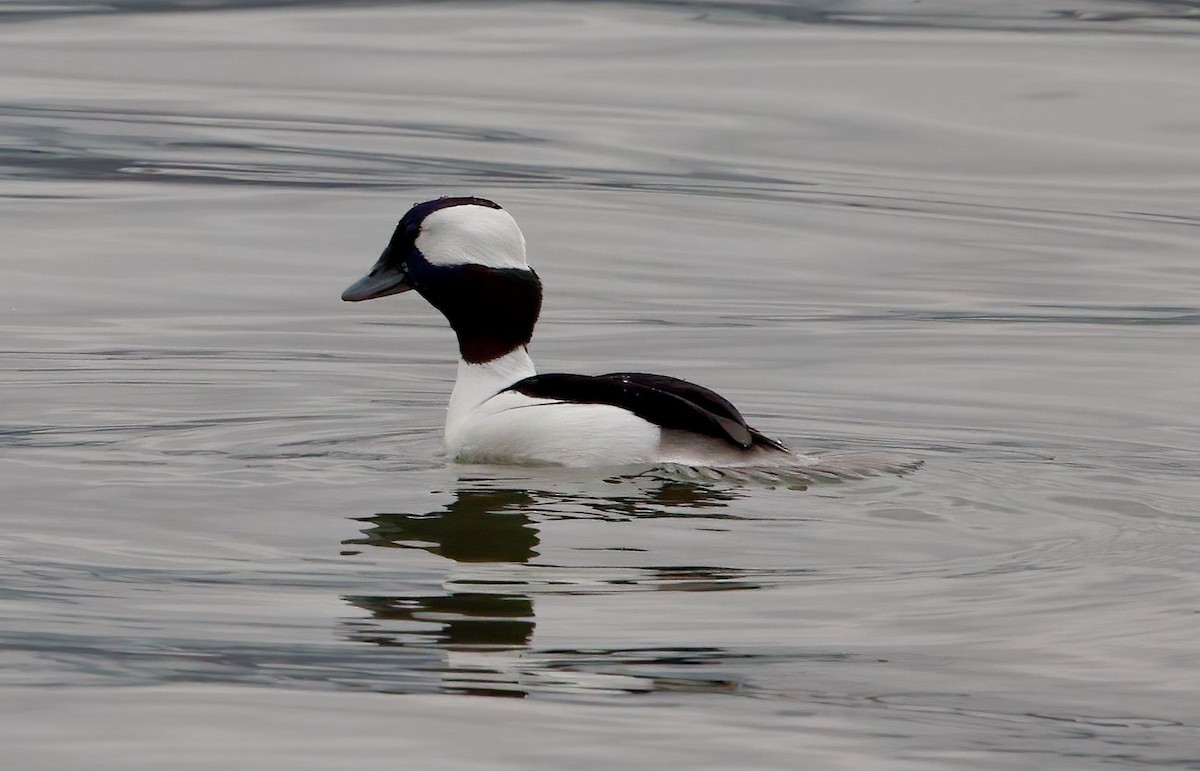 Bufflehead - ML401521411