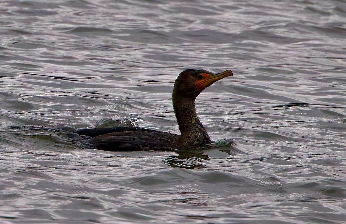 Double-crested Cormorant - ML401521441