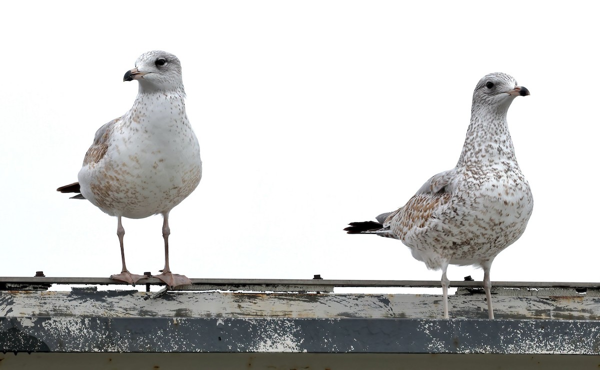 Ring-billed Gull - ML401521571