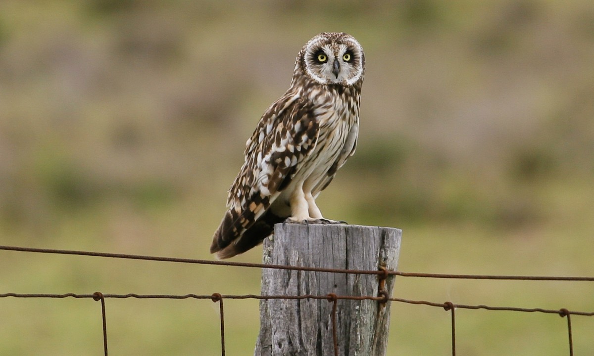 Short-eared Owl - Eric VanderWerf