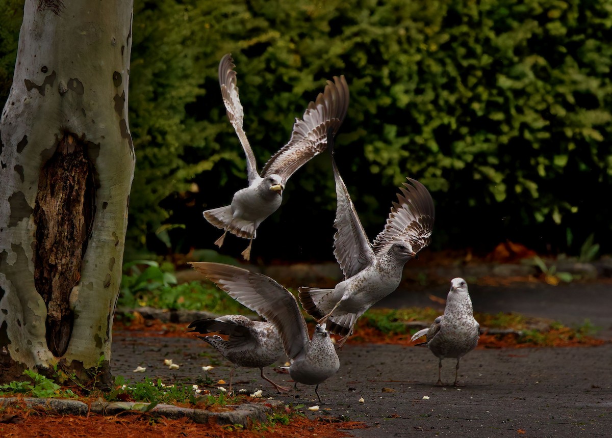 Ring-billed Gull - ML401521741