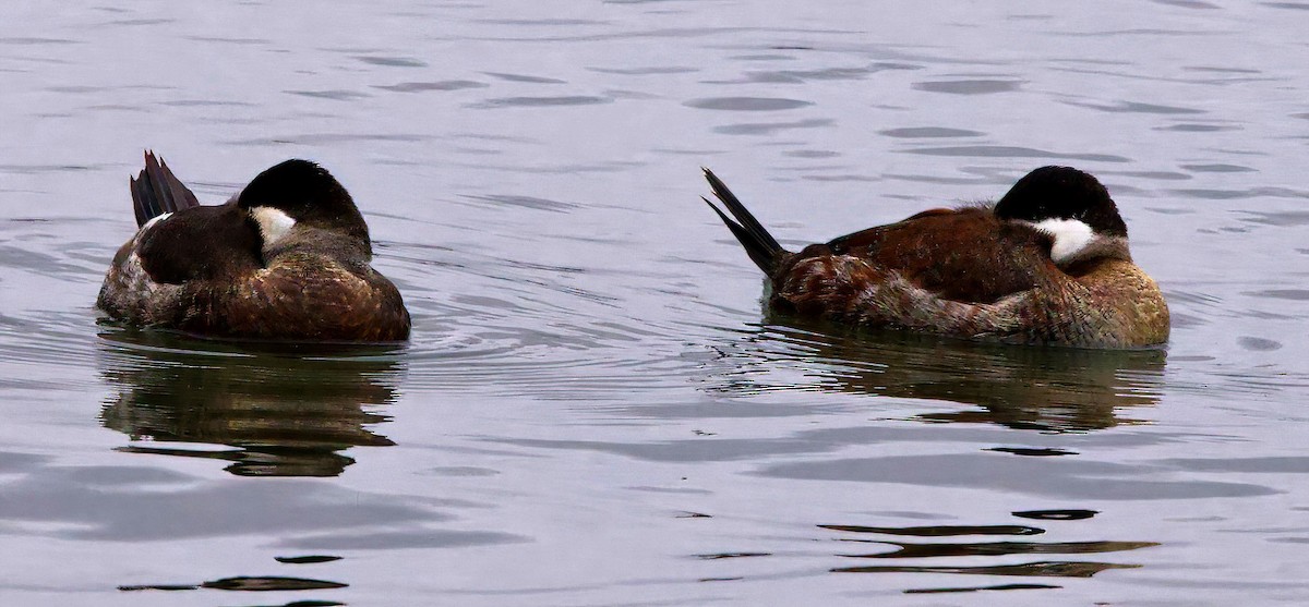 Ruddy Duck - ML401521771