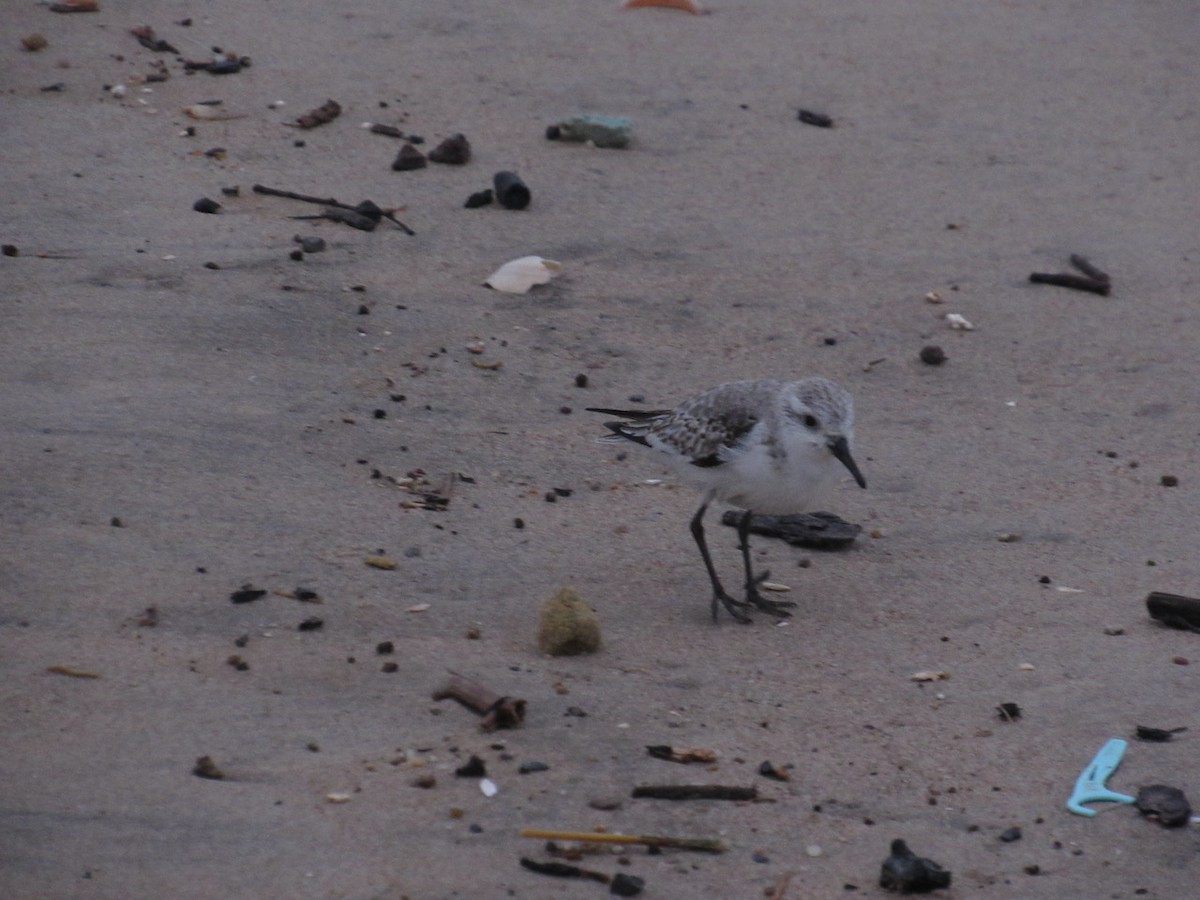 Sanderling - ML401522361