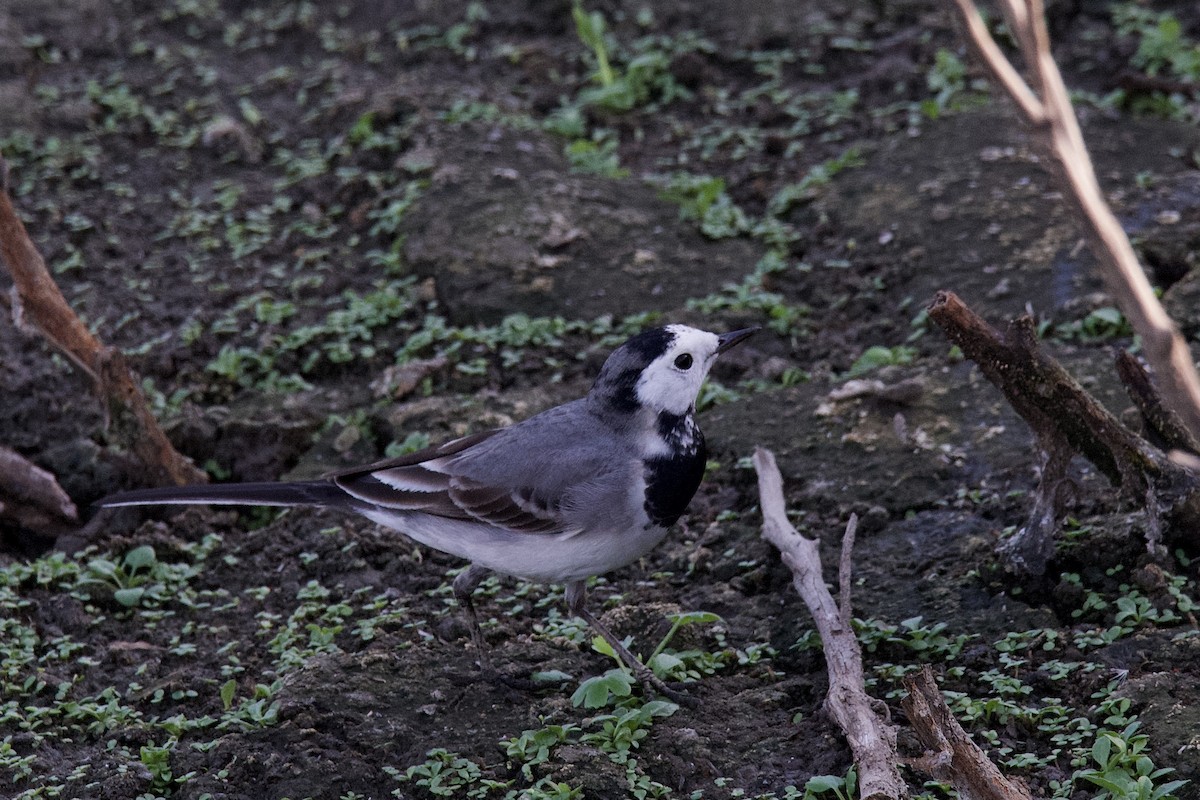 White Wagtail - Jesse Anderson