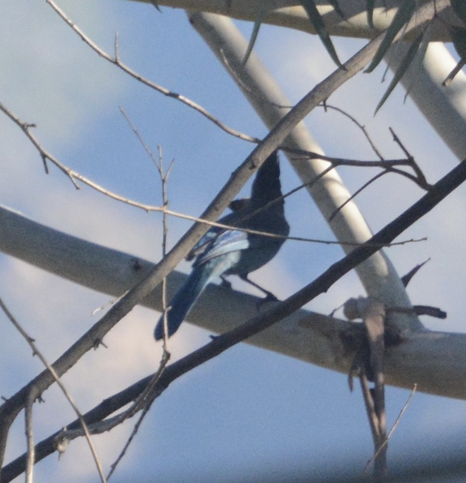 Steller's Jay - ML401523311