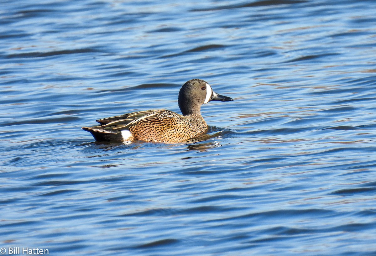 Blue-winged Teal - ML401524881