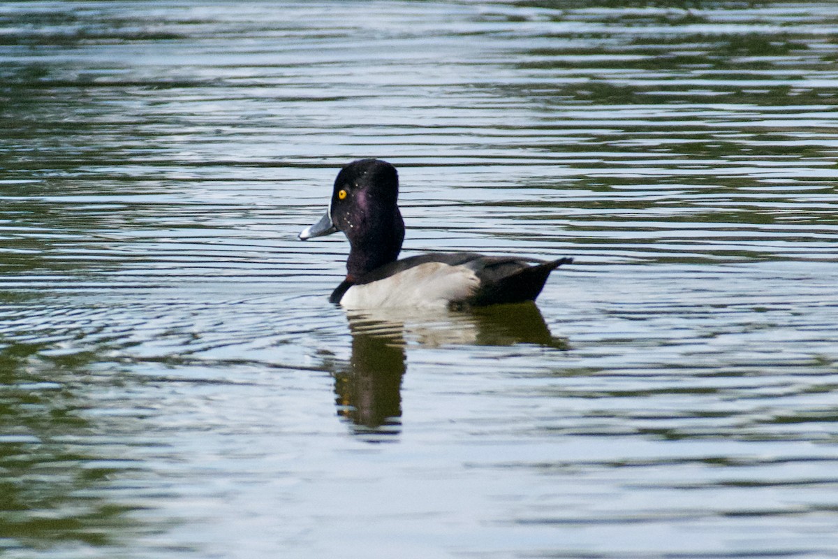 Ring-necked Duck - Ben Kolstad