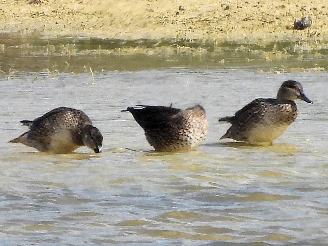 Green-winged Teal - ML401525181