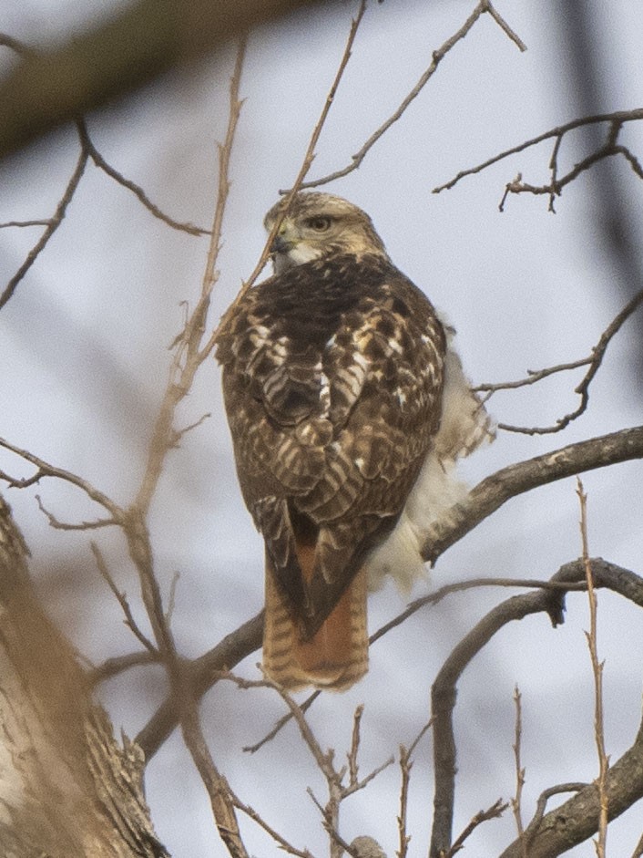 Red-tailed Hawk - ML401526881