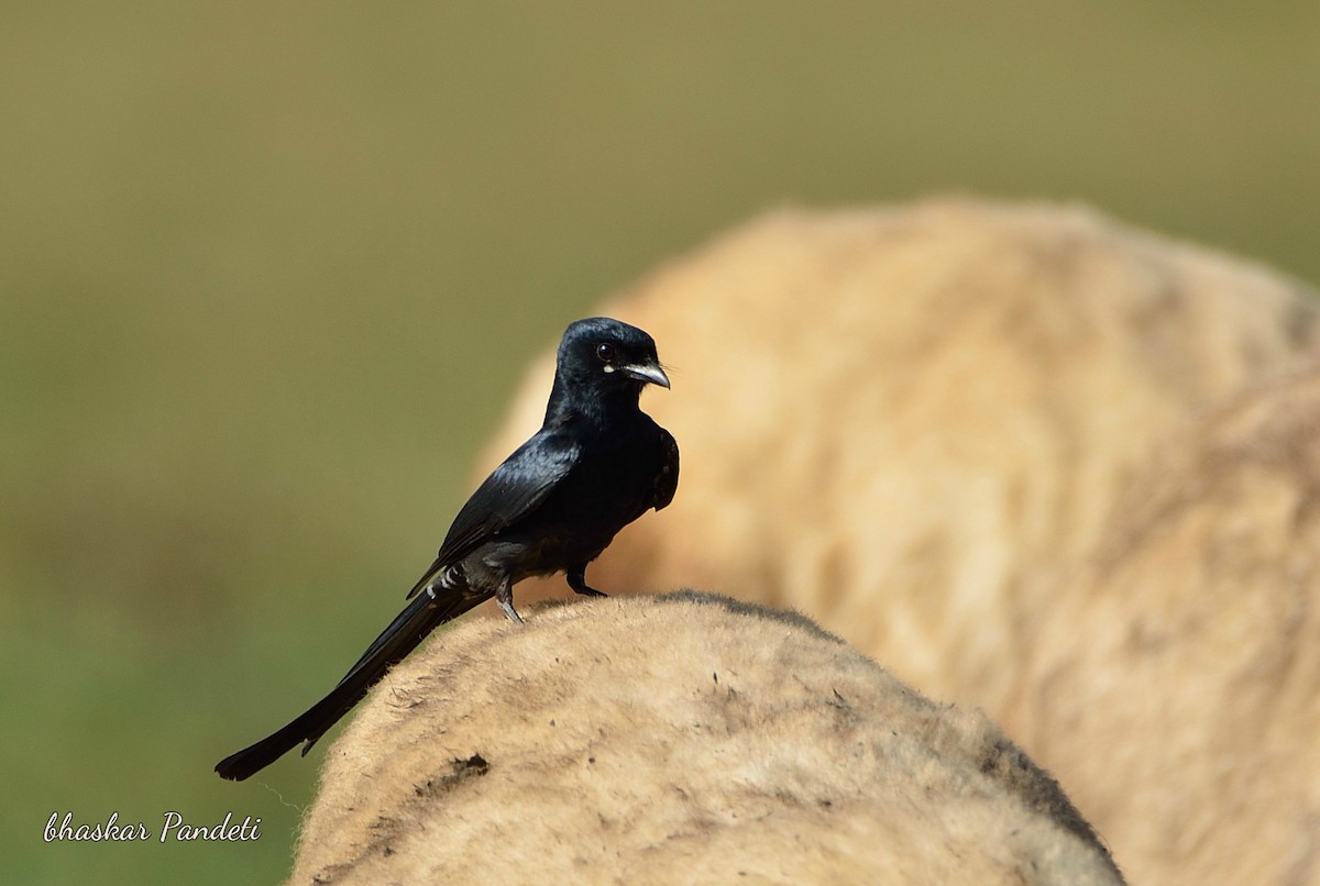 Black Drongo - ML40152771