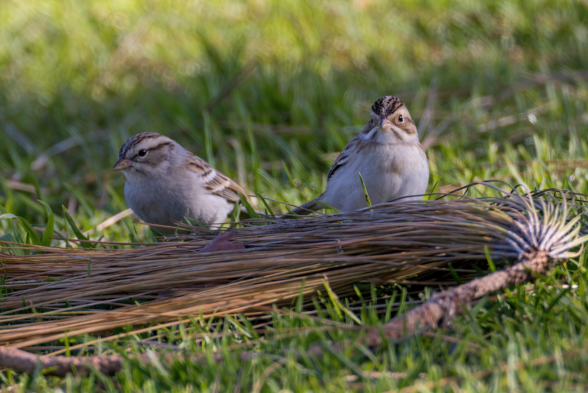 Clay-colored Sparrow - ML401528151