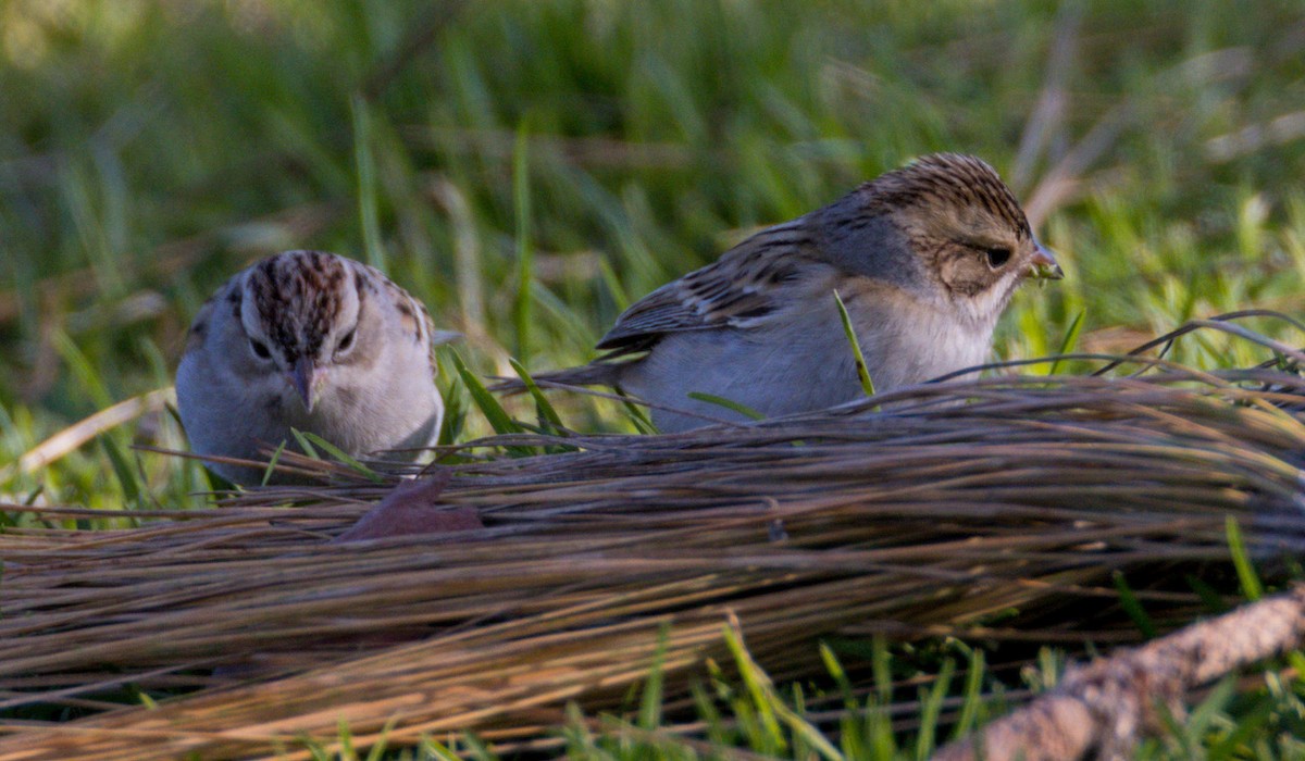 Clay-colored Sparrow - ML401528201