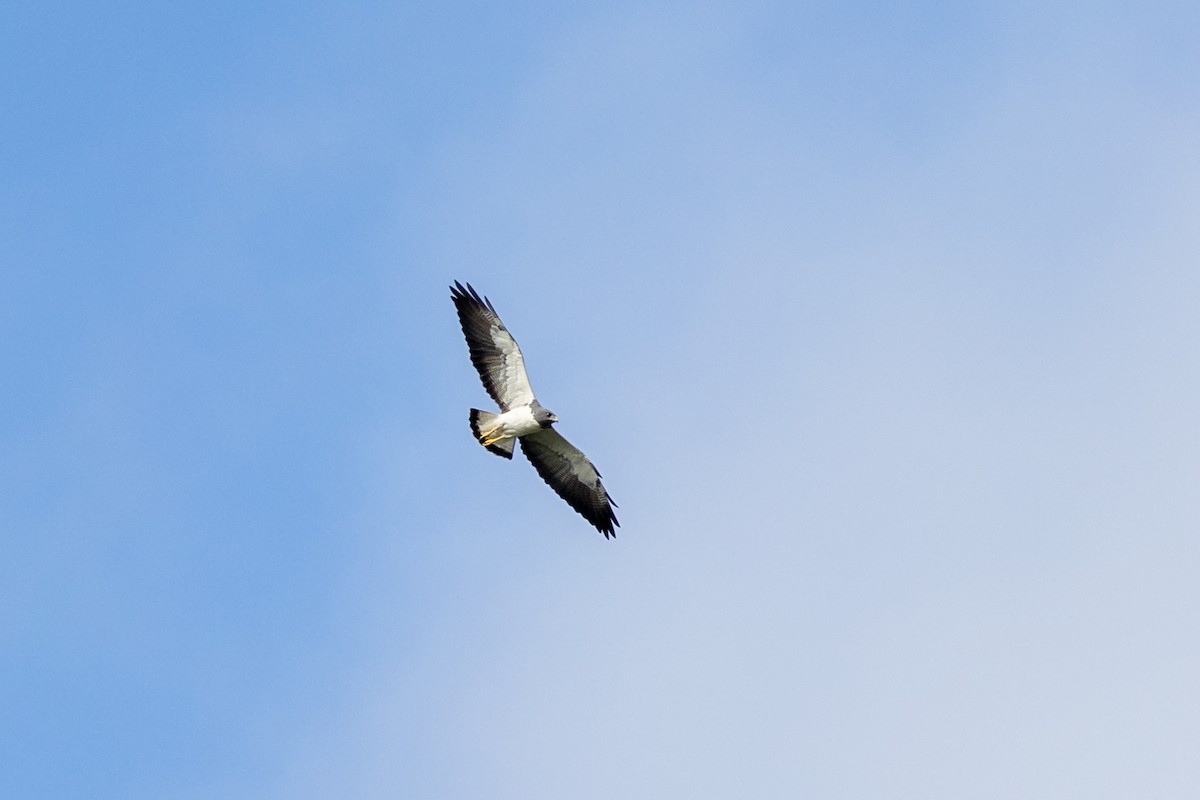 White-tailed Hawk - ML401529061