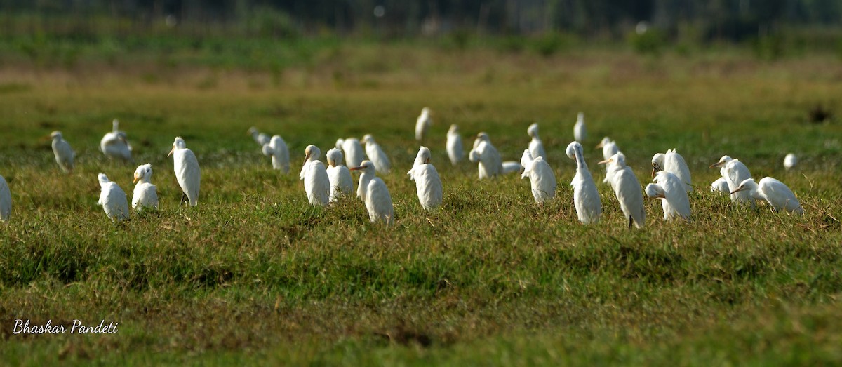 Eastern Cattle Egret - ML40152991