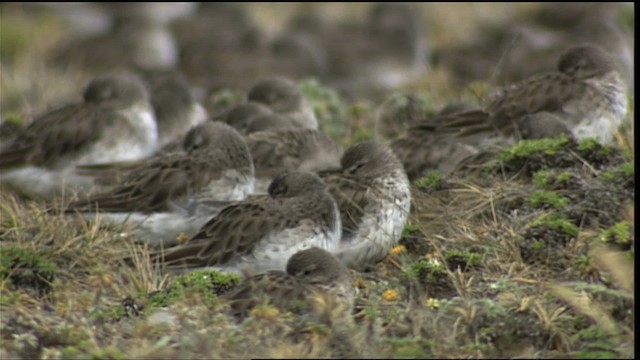 Calidris sp. - ML401531