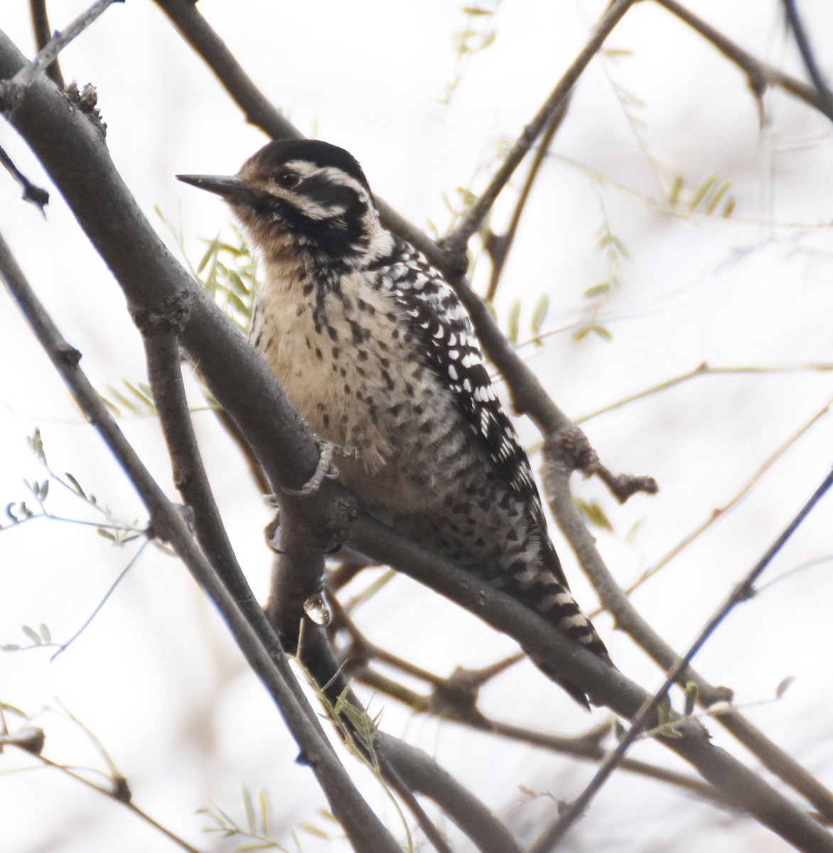 Ladder-backed Woodpecker - ML401531941