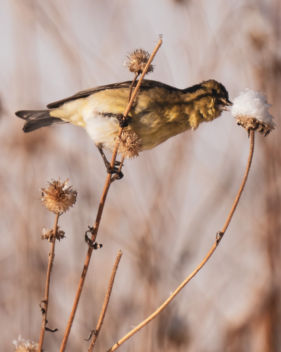 Lesser Goldfinch - ML401532041