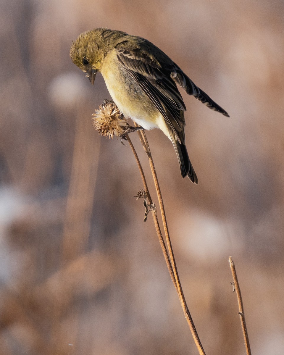 Lesser Goldfinch - ML401532131