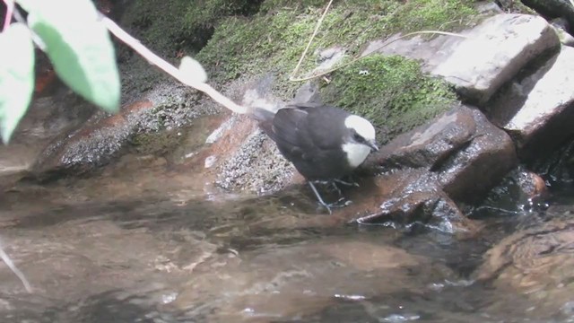 White-capped Dipper - ML401532511