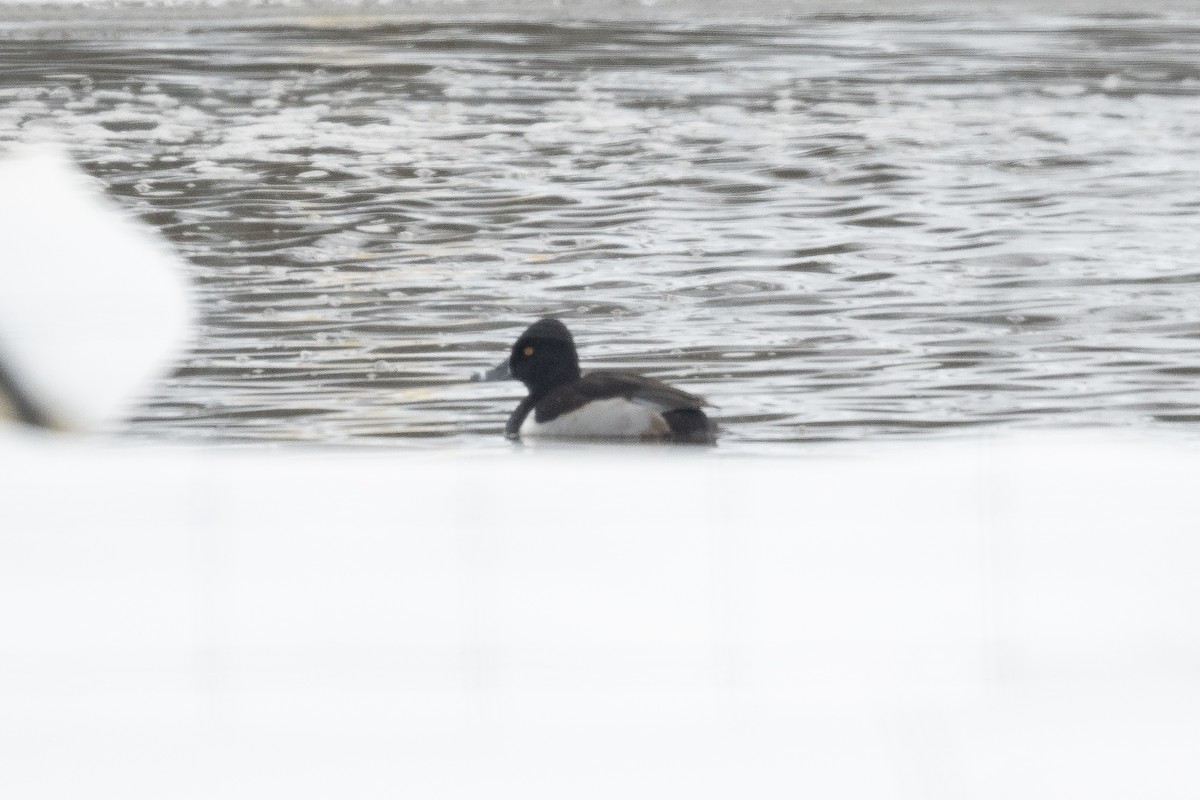 Ring-necked Duck - Greg Lambeth