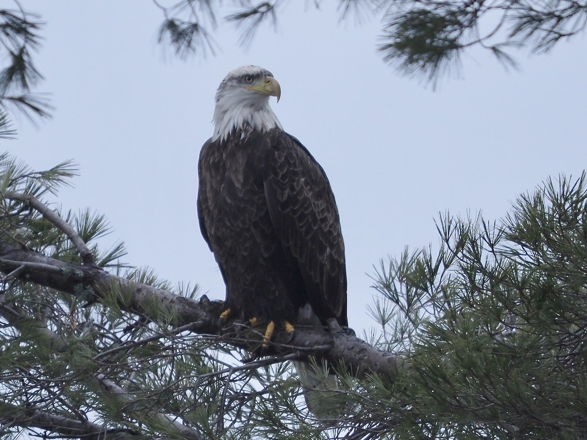 Bald Eagle - ML401533651