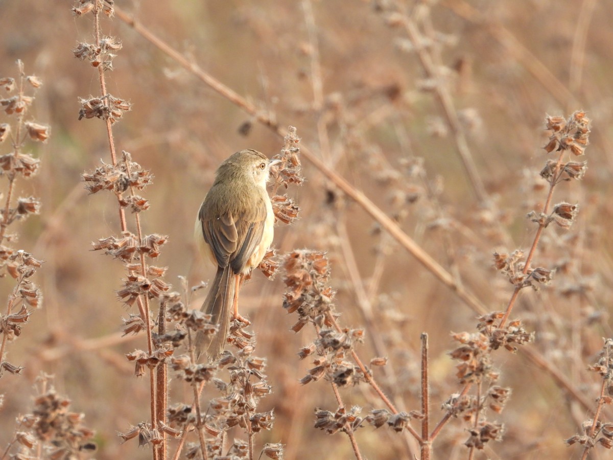 Prinia simple - ML401533681