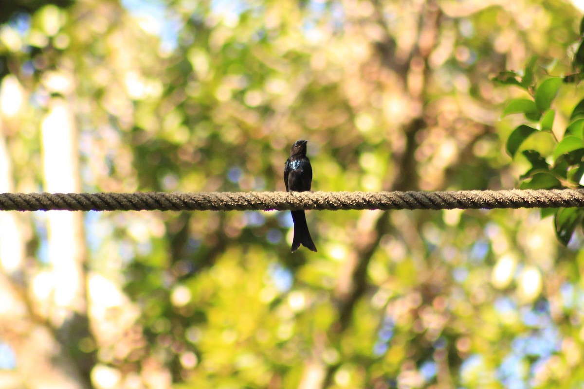 Bronzed Drongo - ML401535221