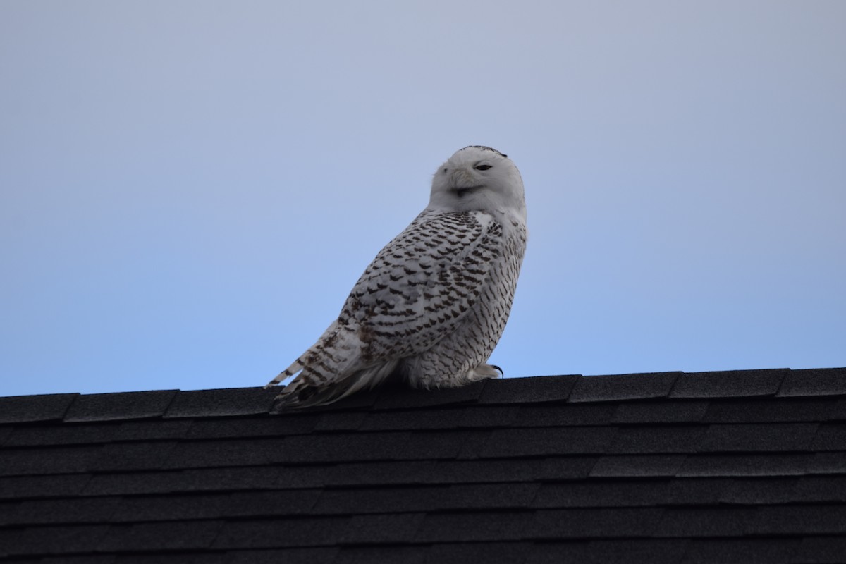 Snowy Owl - ML401537681