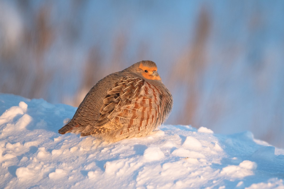 Gray Partridge - ML401537691