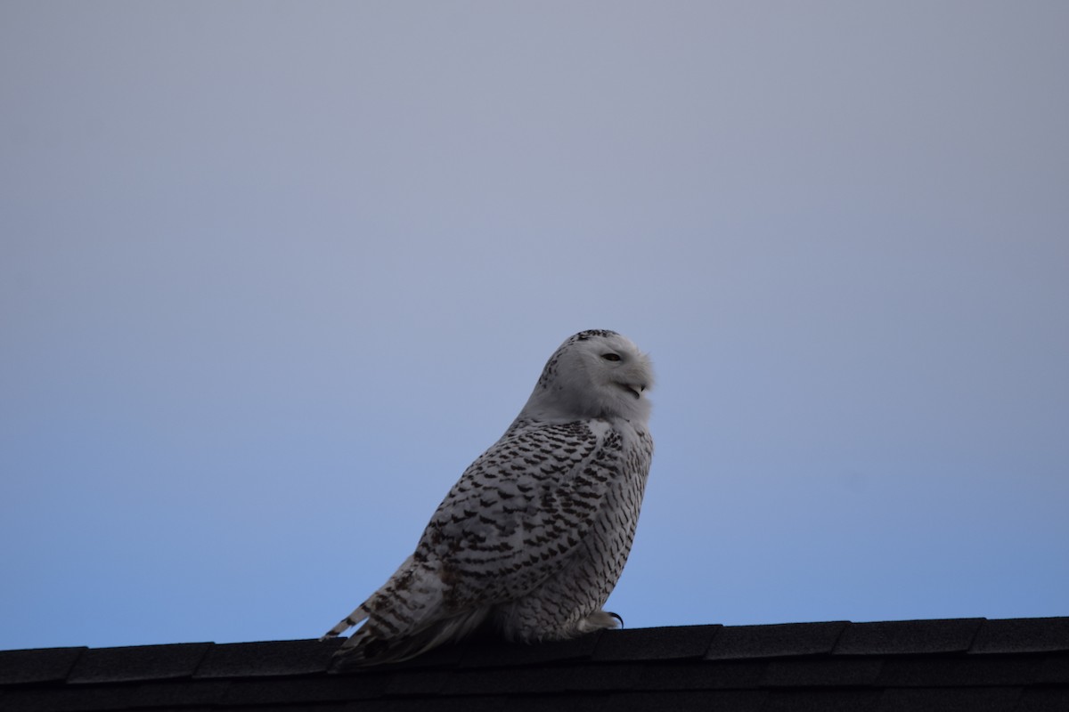 Snowy Owl - ML401537741