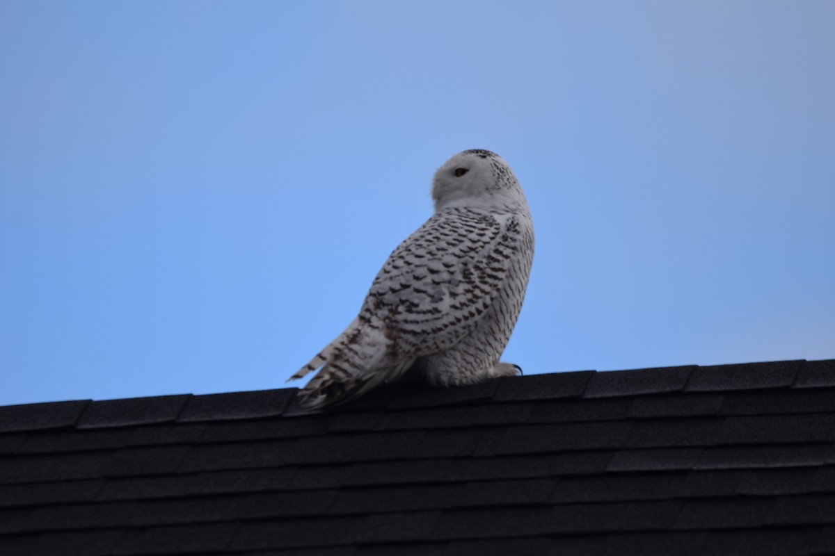 Snowy Owl - ML401537841