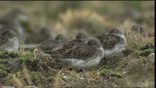 Calidris sp. - ML401538