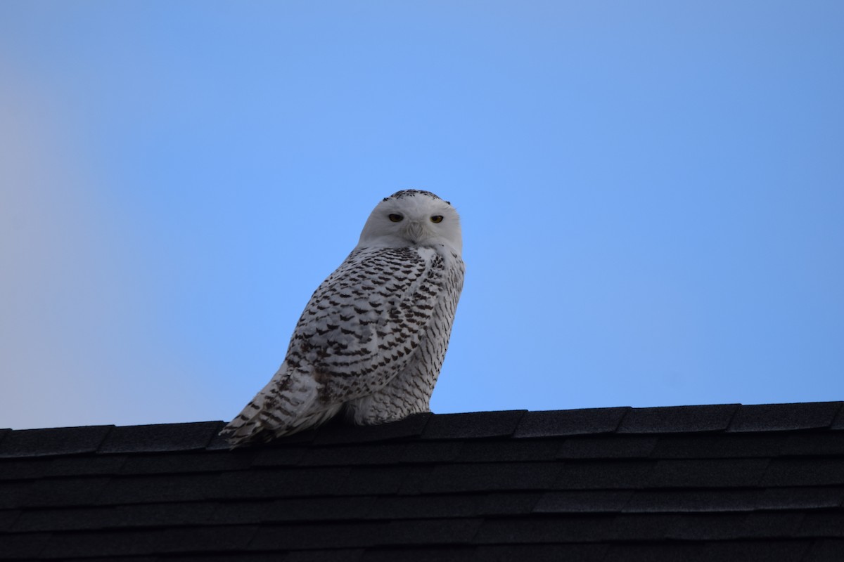 Snowy Owl - ML401538001